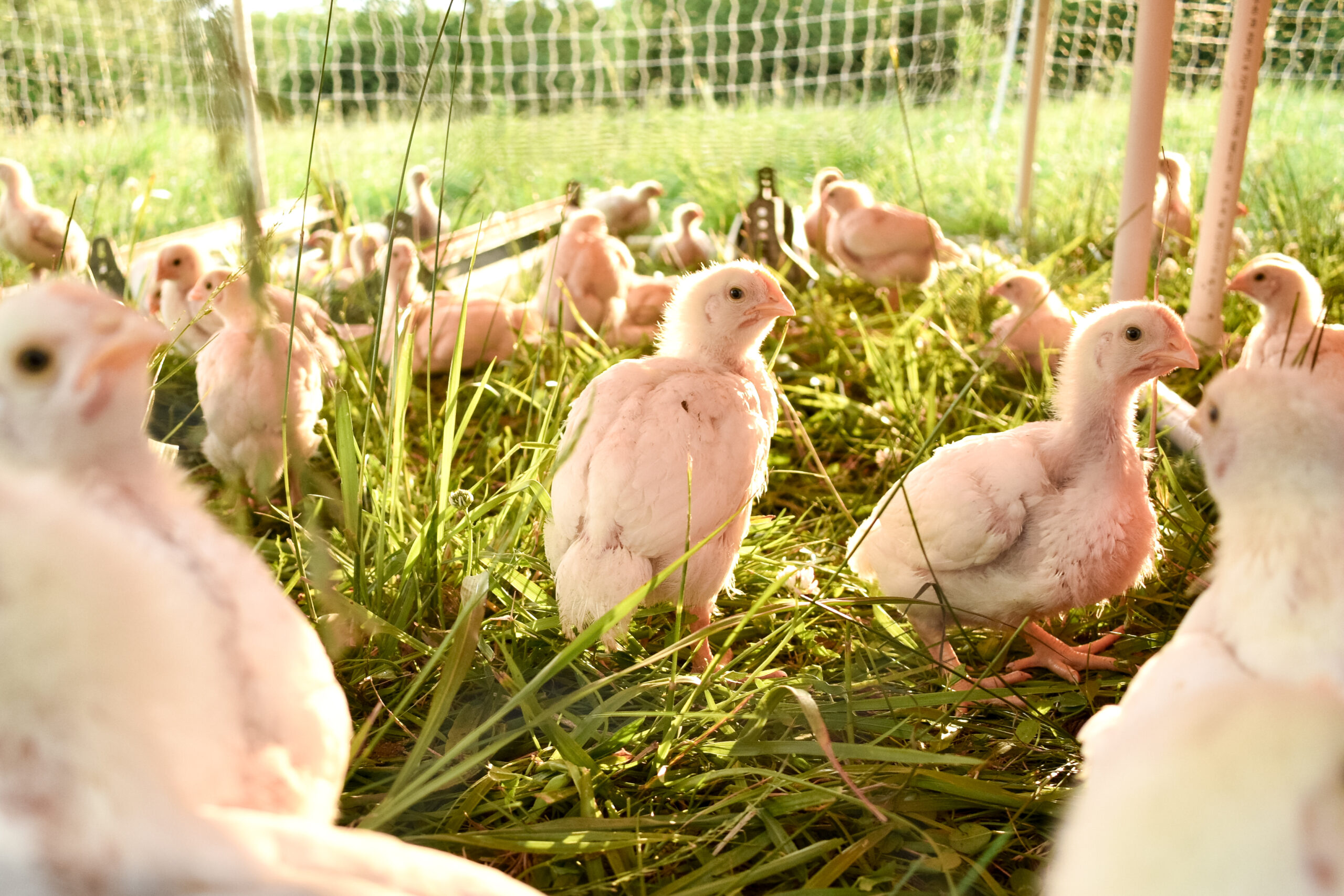 A group of young chicks foraging in a grassy area under natural sunlight, showcasing healthy poultry farming practices.