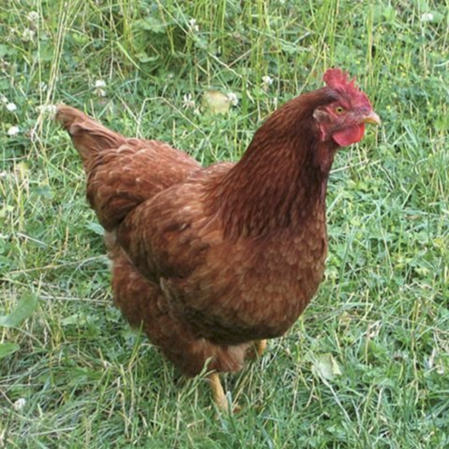 Screenshot 2026-04-06 at 2.04.59 PM Brown hen standing on green grass, showcasing its vibrant plumage and characteristic red comb. Ideal for farm animal imagery and poultry farming content.