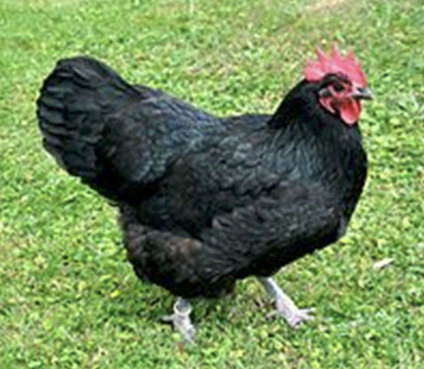 Screenshot 2026-04-06 at 2.06.24 PM Black chicken with a bright red comb standing on green grass, showcasing its feathers and healthy appearance. Ideal for backyard farming or poultry enthusiasts.