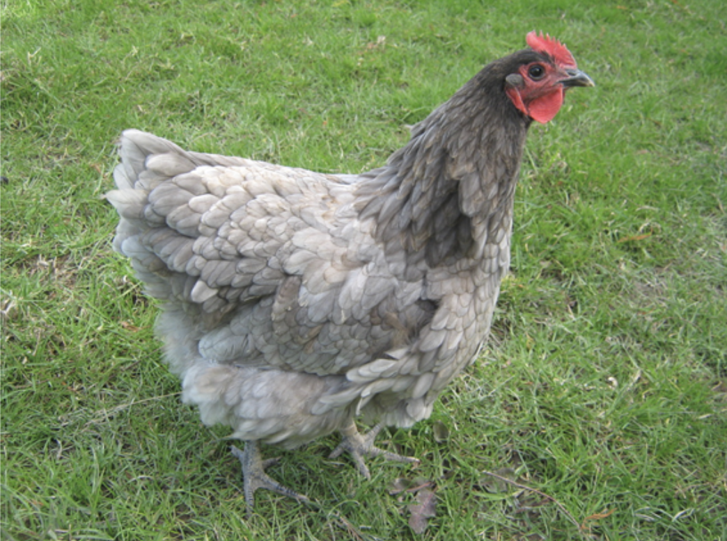 Screenshot 2026-04-06 at 2.06.35 PM Gray hen standing on green grass, showcasing its unique feather pattern and red comb, representing backyard poultry farming.