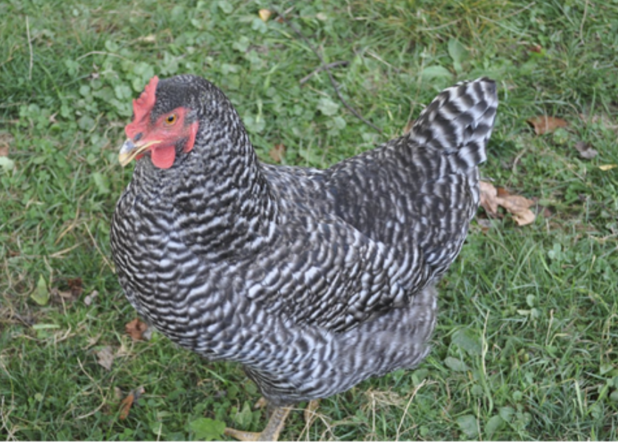 Screenshot 2026-04-06 at 2.06.48 PM Barred rock chicken standing in green grass, showcasing its distinctive black and white striped feathers and bright red comb. Ideal for backyard farming and egg production.