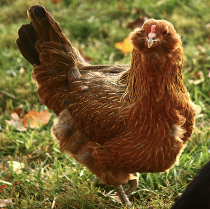 Screenshot 2026-04-06 at 2.07.02 PM Brown chicken standing on green grass with autumn leaves, showcasing its textured feathers and distinctive comb.
