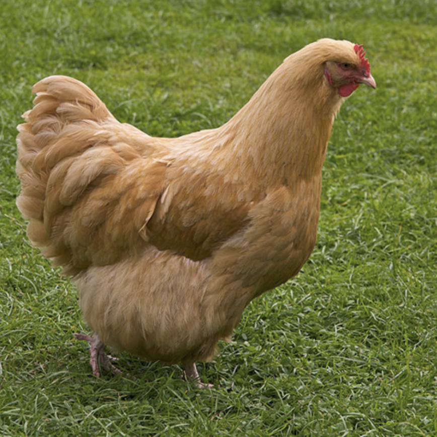 Screenshot 2026-04-06 at 2.07.08 PM Golden hen standing on lush green grass, showcasing its fluffy plumage and distinctive red comb, ideal for backyard farms and poultry enthusiasts.