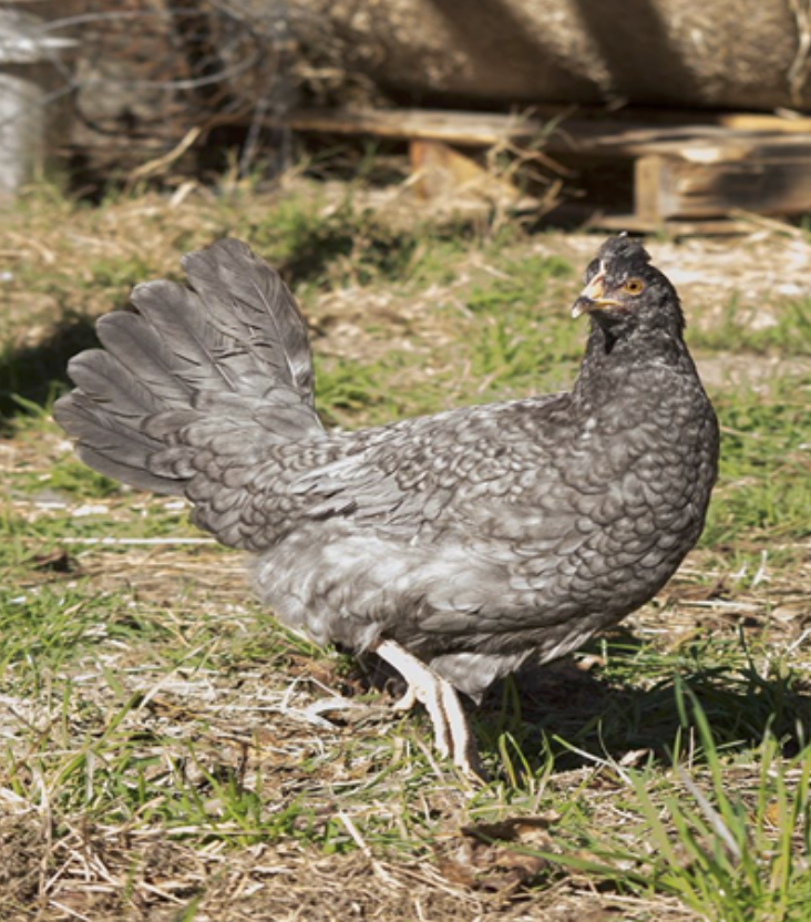 Screenshot 2026-04-06 at 2.07.19 PM Gray hen foraging in a grassy area, showcasing its textured feathers and distinctive comb. Ideal image for poultry farming or backyard chicken care content.