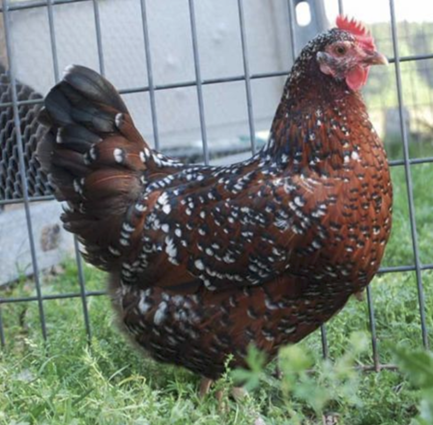 Screenshot 2026-04-06 at 2.07.26 PM Brown speckled chicken in a fenced area, showcasing its vibrant plumage and distinctive comb. The bird stands on lush green grass, highlighting its natural habitat. Ideal for poultry enthusiasts and backyard chicken keepers.