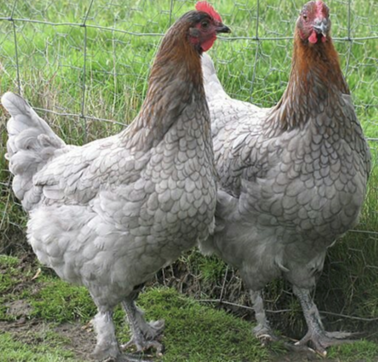 Screenshot 2026-04-06 at 2.07.36 PM Two gray chickens with feathered bodies and red combs standing on grass near a wire fence, showcasing their unique plumage and farmyard habitat.