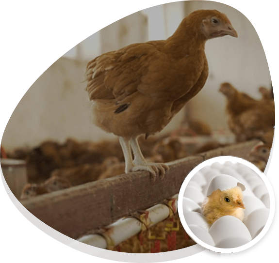Brown chick standing on a perch in a poultry farm, surrounded by other chicks. Inset features a close-up of a chick hatching from an egg, highlighting the early stages of poultry development.